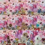 옐레드 애견유치원&애견호텔 대전노은점