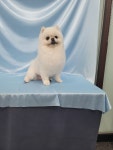 더이쁘개