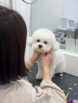 곱디곱개