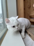 고양이이발관 부천신중동점