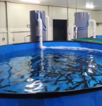 찐수산대게횟집 주문진방파제회센터본점