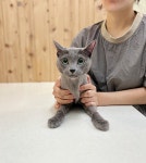고양이이발관 부천신중동점