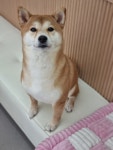 멍멍샵