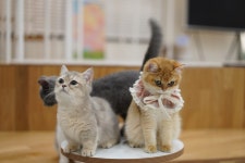 캣플헤븐 부산명지점