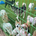 다온 입양센터 대구점 강아지분양 고양이분양