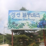 청산블루베리