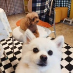 단아한펫