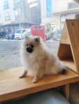 데스티니퍼피