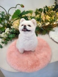 내사랑댕댕이