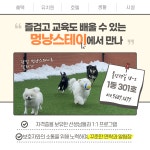 멍냥스테이 애견호텔 애견유치원