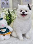편안하댕