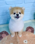 뚜뚜보떼펫살롱