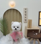 룰루애견미용샵