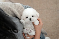미유펫 강아지고양이 구미점