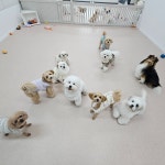 개와 집사의 시간 애견유치원&애견호텔 일산점