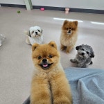 개와 집사의 시간 애견유치원&애견호텔 일산점