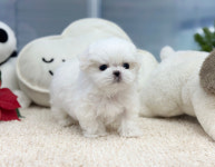 앙쥬펫 강아지분양 은평구점