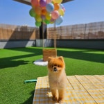 개와 집사의 시간 애견유치원&애견호텔 일산점