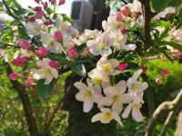 살구나무한옥민박