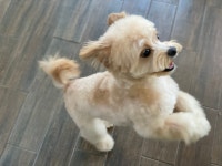 렛잇독