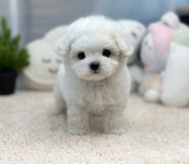 앙쥬펫 강아지분양 은평구점