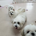 개와 집사의 시간 애견유치원&애견호텔 일산점