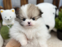 앙쥬펫 강아지분양 은평구점