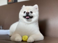 렛잇독