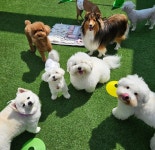 개와 집사의 시간 애견유치원&애견호텔 일산점