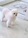 댕댕이 미용실