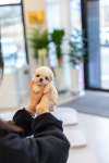 동탄강아지 고양이 슈앤몽 본점