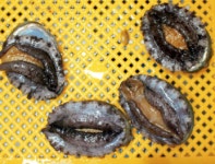 찐수산대게횟집 주문진방파제회센터본점