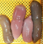 찐수산대게횟집 주문진방파제회센터본점