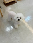 댕댕사우나