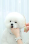 곱디곱개