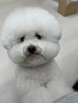 오세요댕댕이
