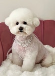 더테일