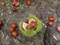 봉조농촌체험학교