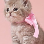 야옹아놀자 경주점