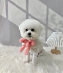 영광해피댕스애견샵