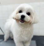 씻을개