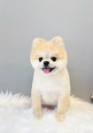 마이펫케어