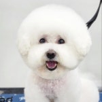 몽대디강아지미용실