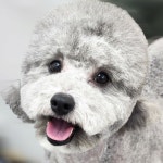 몽대디강아지미용실