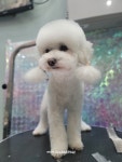 퐁댕퐁댕