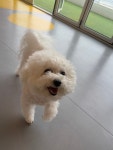 옐레드 애견유치원&애견호텔 시흥은계호수점
