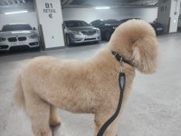 행복한펫택시