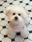동이몽이