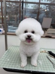 그루밍버블리