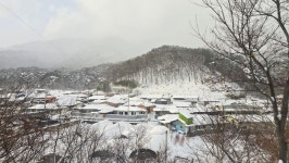 스테이치목
